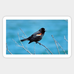 Red-winged Blackbird Calling With Its Beak Wide Opened Sticker